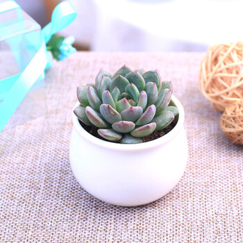 婚礼个性创意多肉伴手礼生日年会回礼小礼品婚庆糖盒礼盒包装 美女月