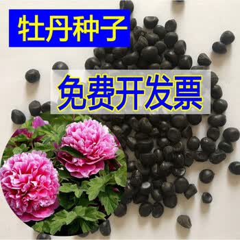 花卉种子牡丹花种子芍药花种牡丹黑牡丹种子花种子室外四季种阳台盆栽花种子古城相会牡丹粒装 图片价格品牌报价 京东