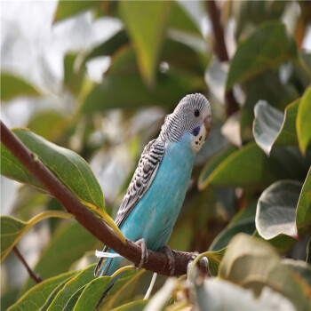 zxc 寵物鳥活體說話鳥手養鳥幼鳥小鳥活體 觀賞鳥 珍珠鳥 活體鳥 活送