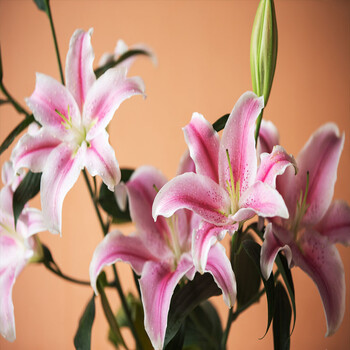 带芽香水百合种球百合花种子球根花卉植物盆栽绿植香水百合种球乡情 图片价格品牌报价 京东