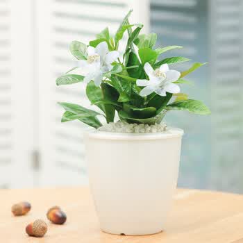 懒人园艺 办公室绿植 盆栽 发财树绿萝栀子花长寿花 花卉 吊兰文竹