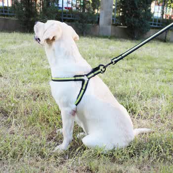 贝尼宠狗绳牵引绳小型犬中型犬大型犬防爆冲狗链柯基泰迪金毛拉布拉多遛狗绳子狗狗中大型套装 胸围45 70cm 绿色 图片价格品牌报价 京东 贝尼宠狗绳牵引绳小型犬中型犬大型犬防爆冲狗链柯基泰迪金毛拉布拉多遛狗绳子狗狗中大型套装 胸围45 70cm 绿色 图片价格品牌报价 京东