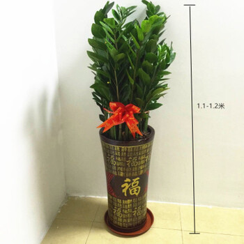 0-1.2米福字盆 带盆栽好