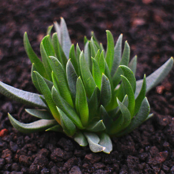 24款绿植多肉植物盆栽植物熊童子玉露仙人球掌生石花 黄花照波3-5cm