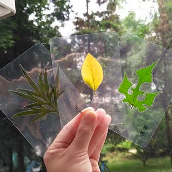 塑封叶子秋天真树叶植物标本 不同形状的叶片认识植物 过塑树叶 构树