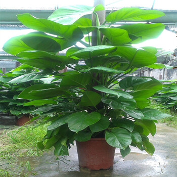 大叶绿萝盆栽室内净化空气 大型绿化办公室绿植吸甲醛花木绿萝柱 如图