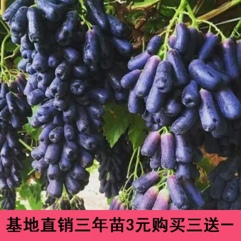 新品甜蜜藍寶石葡萄樹苗 澳洲黑手指 黑加侖果樹苗藍寶石葡萄苗 八年