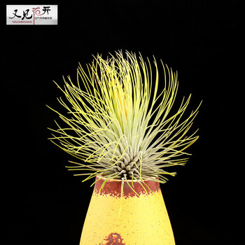 花明柳媚空气凤梨 无土植物 宝石 绿植盆栽 6--8cm 不含盆