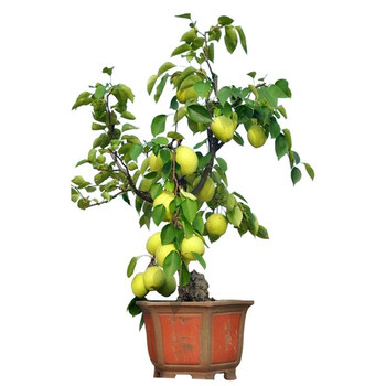 嫁接梨树苗 盆栽地栽库尔勒香梨树苗 新疆香梨树苗 库尔勒香梨苗 1年