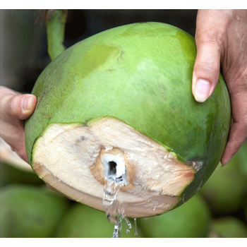 海南新鲜水果带皮椰皇 椰青 小椰子 6个装 2.5到4斤每个