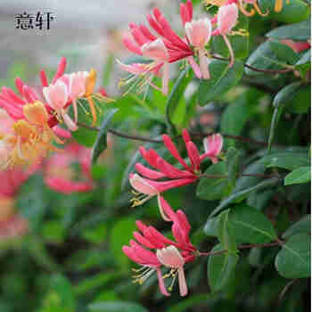 金银花盆栽苗 金银花树苗 攀援藤本 当年开花 金银花苗 红花金银花5年苗