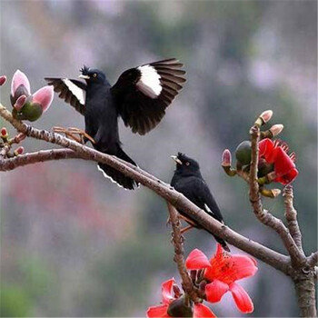 宠物鸟八哥幼鸟说话鸟八哥活体喜鹊活体头窝八哥手养观