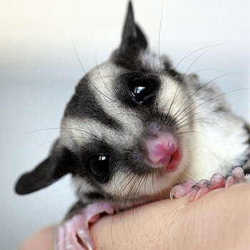 易萌 宠物蜜袋鼯活体宝宝可爱迷你小宠蜜袋鼠 一只母