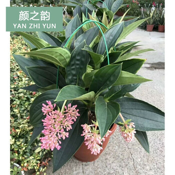 春瑞珍珠宝莲灯花盆栽垂吊灯笼花植物室内四季花卉大盆宝莲灯 2加仑 含盆 图片价格品牌报价 京东 春瑞珍珠宝莲灯花盆栽垂吊灯笼花植物室内四季花卉大盆宝莲灯 2加仑 含盆 图片价格品牌报价 京东