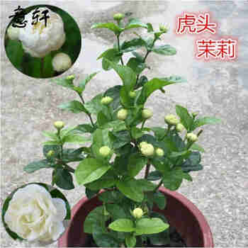 意轩虎头茉莉花苗茉莉花盆栽庭院阳台茉莉大花重瓣植物花卉4年苗 虎头茉莉2年苗 不含盆