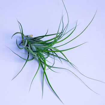 世纪奥桥 空气凤梨不需要土壤的植物绿植盆栽