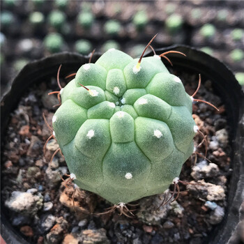 多肉植物盆栽仙人掌科星球属植物小型仙人球星兜菲花玉布纹球五角栾凤玉盆栽奇仙玉4厘米带塑料盆发货 图片价格品牌报价 京东