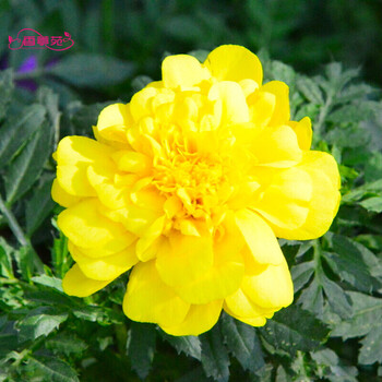 香葶苑孔雀草种子种籽小万寿菊尾穗苋忽忘草勿忘草银边翠大花秋葵种子庭院的主体花卉孔雀草种子 黄色 250克 半斤 图片价格品牌报价 京东