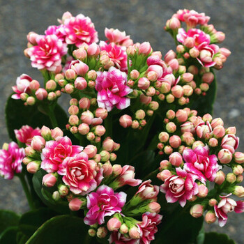 苗重瓣花卉盆栽四季观花植物长寿花苗开花长寿花 锦缎长寿花(简易盆)