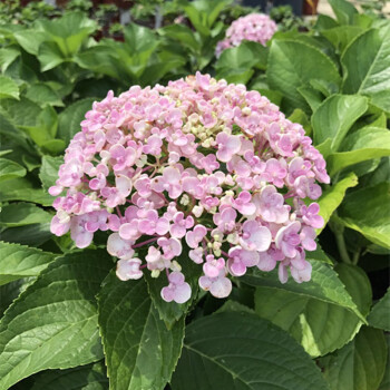 绣球花盆栽室内外阳台绿植花卉绣球花苗庭院地栽植物变色无尽夏重瓣八仙花苗四季种植循环开花耐寒幸运花爱莎3年苗 图片价格