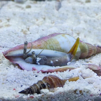 泉诗畅鹃巴凤凰螺翻砂跳跳螺活体宠物海缸翻沙螺吃藻海星快递包活凰