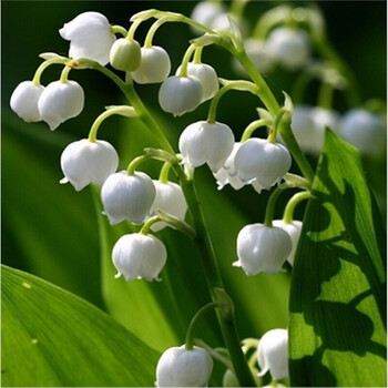 德国进口铃兰花苗根茎带芽发货 专用球根种根盆栽种球 纯白 种根