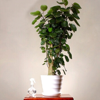 园艺 金钱兜盆栽 室内大型绿植盆景 绿色办公室植物 家居植物