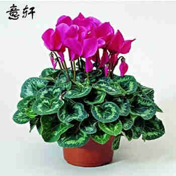 意轩大苗仙客来盆栽室内花卉 兔子花 花苗兔耳花萝卜海棠带盆带花带土 仙客来玫红色