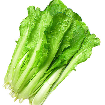 密园小农 小白菜1.5kg 新鲜蔬菜