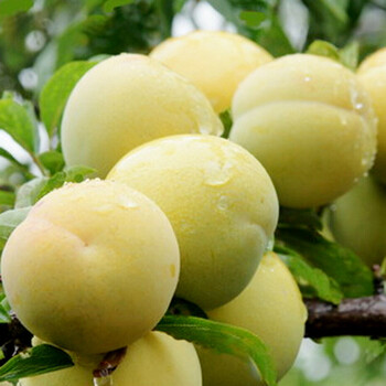 李子树苗 果树苗 花卉 盆栽 苗木 适合南北方种植 15天死亡补发 玉皇