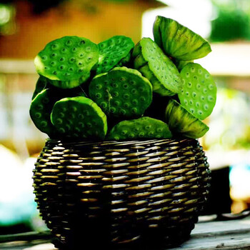 已过季 莲蓬白莲蓬 嫩莲蓬 生吃嫩莲子 水果 新鲜 生鲜品 3kg