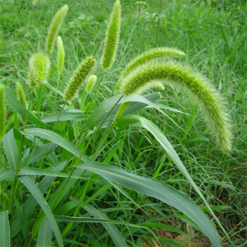 千特 狗尾巴草种子 牧草种子草坪种子 含塑料仿瓷花盆