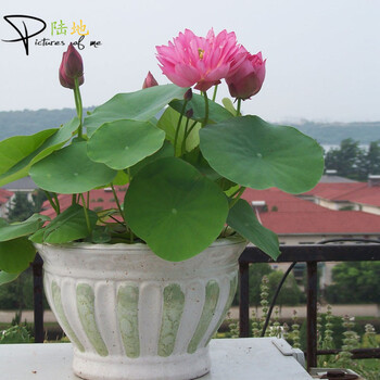 水仙花种球水培套装 香水百合种球土培套装 碗