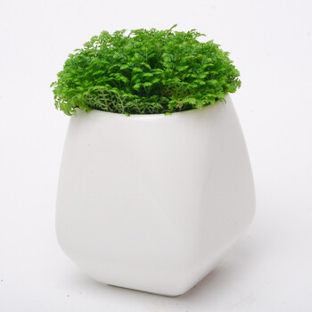 幸福草绿地球 碰碰香 驱蚊草 法国香水绿植办公室创意小盆栽 幸福草