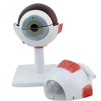 颐诺 人体眼球解剖模型医用眼睛模型眼球结构模型教学仪器 眼球放大3