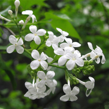 丁香樹苗 庭院綠化陽臺盆栽觀花植物 花香十里 耐寒花卉 白花地丁 2年