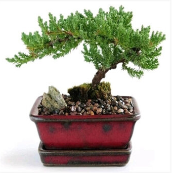 迎客松盆景 造型盆栽 迎客松盆栽迎客松苗绿植花卉四季常青松柏树黑檀黑檀木罗汉松小叶紫檀盆栽6年苗60厘米左右长 图片价格