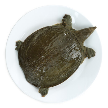 冷江 鲜活生态余姚甲鱼 公鳖 750g 1只 盒装 海鲜水产