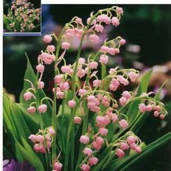 木轩铃兰花苗 君影草香水花根茎 盆栽苗根 球根 防辐射 绿植植物根须