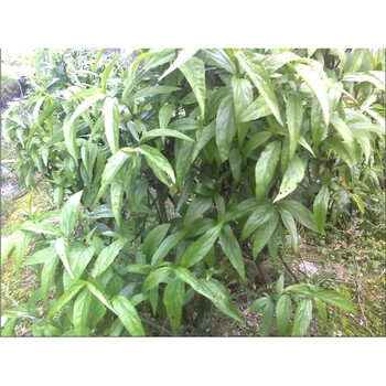 逍遥优遁草苗优盾草优顿草忧遁草憂循草鳄嘴花种苗多年壮苗1棵不含盆 图片价格品牌报价 京东