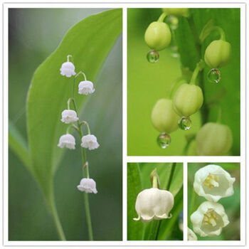 零空間 【鈴蘭花】鈴蘭種根 盆栽植物風鈴草 鈴蘭花苗 香韻濃郁 白色