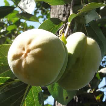 萌肉居果树苗柿子树苗嫁接苗日本甜柿庭院盆栽当年结果火晶柿子特大磨盘柿子台湾黑柿苗青皮柿子四年苗 图片价格品牌报价 京东