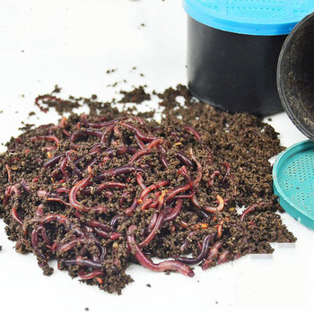 逆鲮迹鲜活蚯蚓盒装红蚯蚓活体垂钓鲫鱼饵鲤鱼饵鱼食渔具龟饲料黑坑