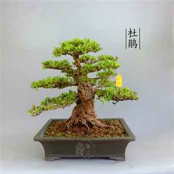 园林日本新日光杜鹃 树桩盆景 新日光