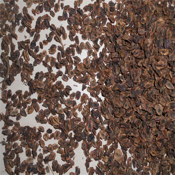 大黄种子中药材种子 半斤