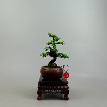 园林小品苏梨木开花结果盆景 家居绿植花卉盆栽 16
