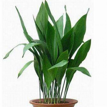 花卉盆栽 四季常绿 一叶兰 室内美化净化植物 8枝