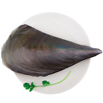 【活鲜】皇港世家 山东青岛鲜活带子 1200g 6只 盒装