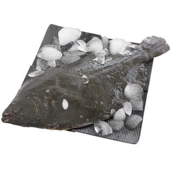 丰度青岛活冻牙片鱼500g 1条深海比目鱼 图片价格品牌报价 京东