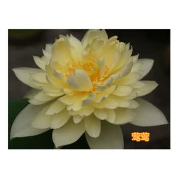 民汇园已开口碗莲种子莲花荷花睡莲水培植物种子颗粒饱满发芽率高花卉种子已开口 莺莺5粒 图片价格品牌报价 京东